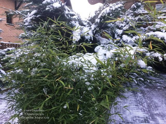 Бамбук (Листоколосник золотистожелобчатый) (Phyllostachys aureosulcata) ФОТО Питомник растений Природа (Priroda) (15)