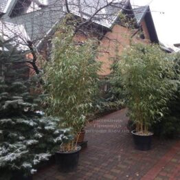 Бамбук Бисета (Phyllostachys bissetii)