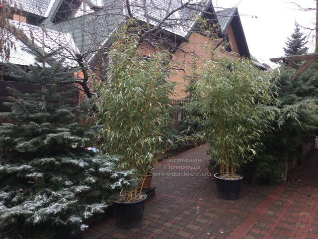 Бамбук Бісета (Phyllostachys bissetii) Бамбук Бісета (Phyllostachys bissetii)