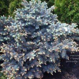 Ялина блакитна Глаука Глобоза (Picea pungens Glauca Globosa) ФОТО Розплідник рослин Природа (Priroda) (335)