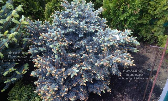Ялина блакитна Глаука Глобоза (Picea pungens Glauca Globosa) ФОТО Розплідник рослин Природа (Priroda) (335)