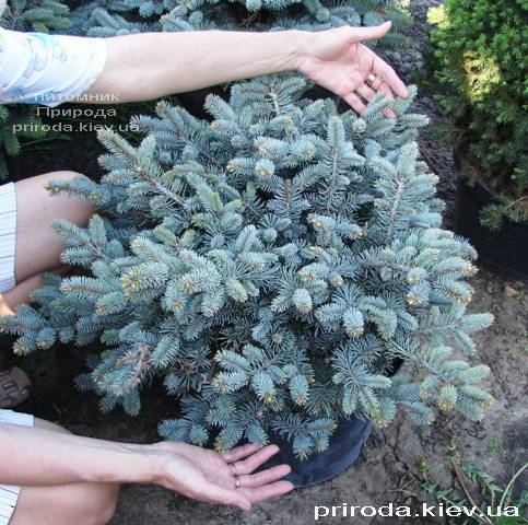 Ель голубая Глаука Глобоза (Picea pungens Glauca Globosa) ФОТО Питомник растений Природа (Priroda) (338)