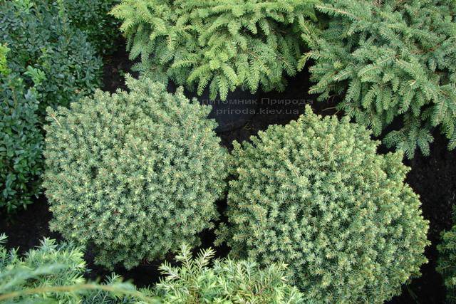 Ель канадская Эхиниформис (Picea glauca Echiniformis) ФОТО Питомник растений Природа (Priroda) (310)