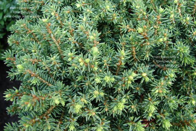 Ель канадская Эхиниформис (Picea glauca Echiniformis) ФОТО Питомник растений Природа (Priroda) (311)