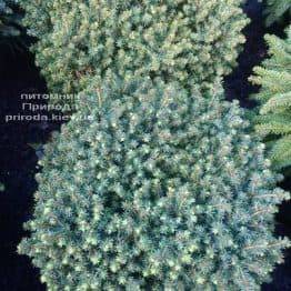 Ялина канадська Ехініформіс (Picea glauca Echiniformis) ФОТО Розплідник рослин Природа (Priroda) (312)