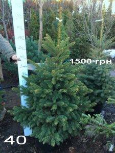 Ель Глаука (Picea pungens Glauca) ФОТО Питомник растений Природа Priroda (318)