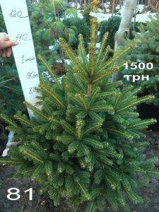 Ель Глаука (Picea pungens Glauca) ФОТО Питомник растений Природа Priroda (325)