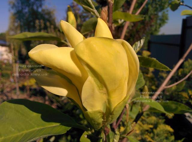 Магнолія Дафні (Magnolia Daphne) ФОТО Розплідник рослин Природа (Priroda) (161)