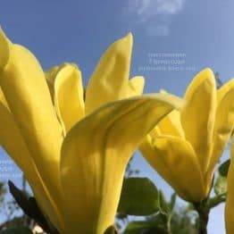 Магнолія Дафні (Magnolia Daphne) ФОТО Розплідник рослин Природа (Priroda) (162)