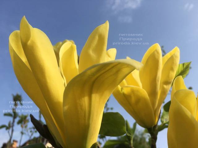 Магнолия Дафни (Magnolia Daphne) ФОТО Питомник растений Природа (Priroda) (162)
