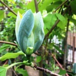 Магнолия Голубой Опал (Maqnolia acuminata Blue Opal) ФОТО Питомник растений Природа (Priroda) (135)