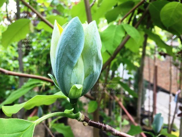 Магнолія Блакитний Опал (Maqnolia acuminata Blue Opal) ФОТО Розплідник рослин Природа (Priroda) (135)