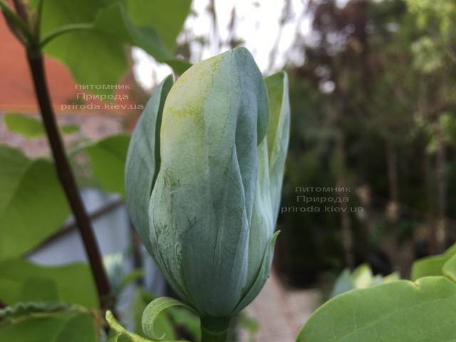 Магнолія Блакитний Опал (Maqnolia acuminata Blue Opal) ФОТО Розплідник рослин Природа (Priroda) (130)