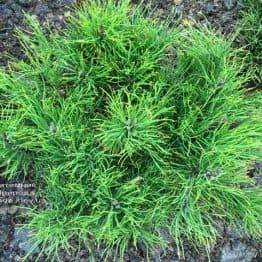 Сосна горная (Pinus mugo) ФОТО Питомник растений Природа (Priroda) (127)