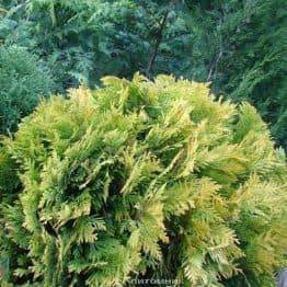 Туя западная Санкист Шар (Thuja occidentalis Sunkist Boll) ФОТО Питомник растений Природа Priroda (89)