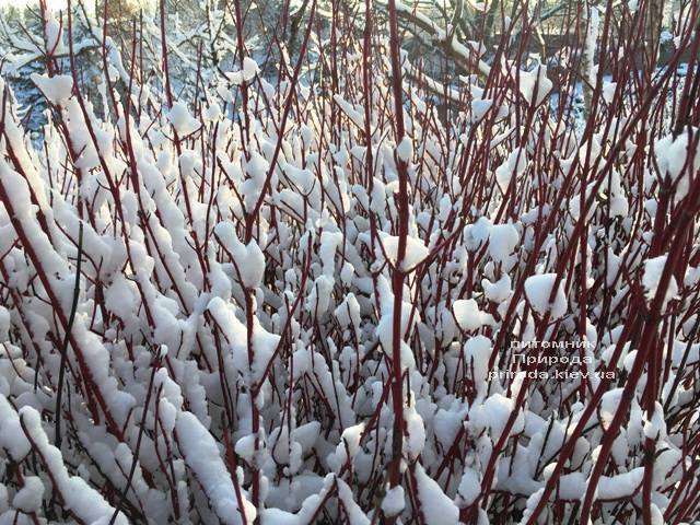 Дерен белый зимой. ФОТО Питомника растений Природа (Priroda)