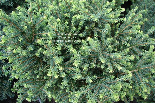 Ялина сербська Карел (Picea omorika Karel) ФОТО Розплідник рослин Природа (Priroda) (342)