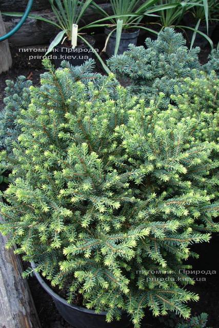 Ель сербская Карел (Picea omorika Karel) ФОТО Питомник растений Природа (Priroda) (345)