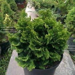 Кипарисовик тупий Нана Грасіліс (Chamaecyparis obtusa Nana Gracilis) ФОТО Розплідник рослин Природа (Priroda) (79)