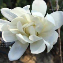 Магнолия звёздчатая Роял Стар (Magnolia stellata Royal Star) ФОТО Питомник растений Природа (Priroda) (185)