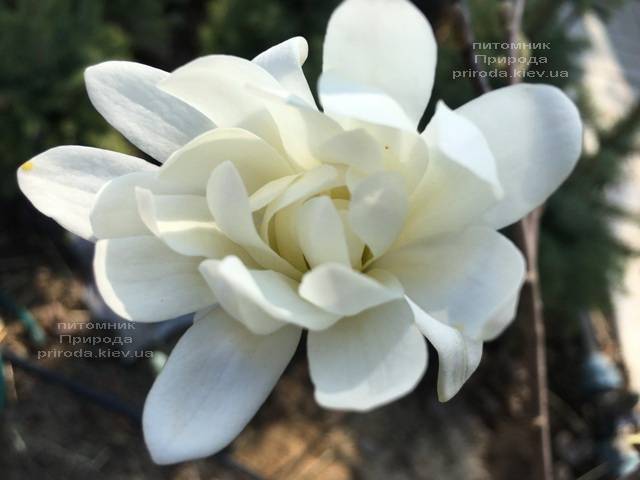 Магнолия звёздчатая Роял Стар (Magnolia stellata Royal Star) ФОТО Питомник растений Природа (Priroda) (185)