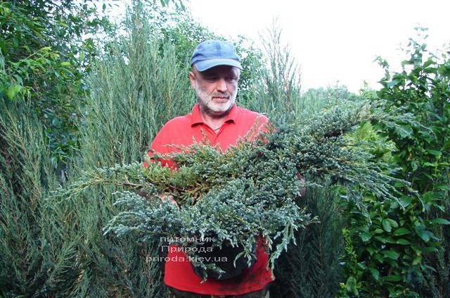 Можжевельник чешуйчатый Блю Карпет (Juniperus squamata Blue Carpet) ФОТО Питомник растений Природа (Priroda) (274)