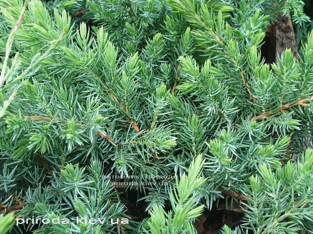 Можжевельник прибрежный Шлягер (Juniperus conferta Schlager) ФОТО Питомник растений Природа (Priroda) (281)