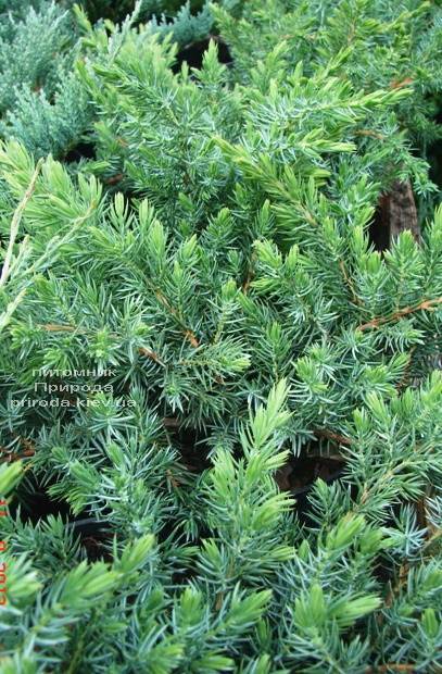 Можжевельник прибрежный Шлягер (Juniperus conferta Schlager) ФОТО Питомник растений Природа (Priroda) (283)