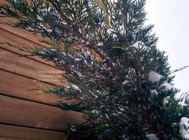 Можжевельник средний / пфитцериана Минт Джулеп (Mint Julep) зимой ФОТО Питомника растений Природа (Priroda)