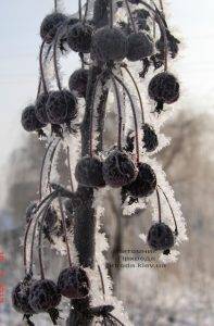Питомник растений Природа зимой ФОТО (10)