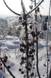 Питомник растений Природа зимой ФОТО (11)