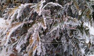 Питомник растений Природа зимой ФОТО (18)