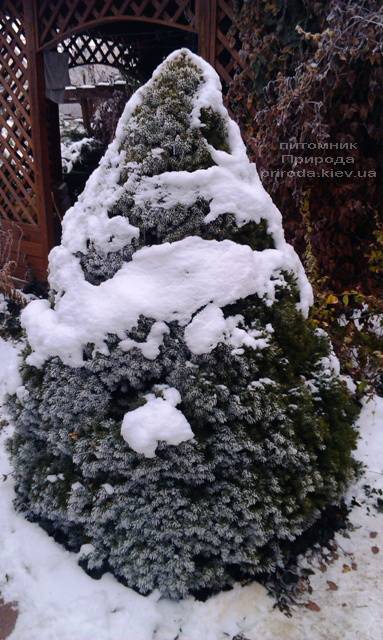Питомник растений Природа зимой ФОТО