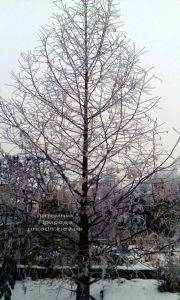 Питомник растений Природа зимой ФОТО (25)