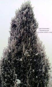 Питомник растений Природа зимой ФОТО (28)
