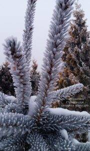 Питомник растений Природа зимой ФОТО (33)