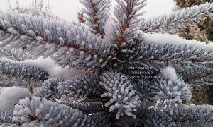 Питомник растений Природа зимой ФОТО (34)