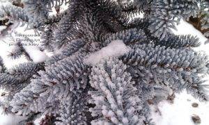 Питомник растений Природа зимой ФОТО (35)