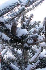 Питомник растений Природа зимой ФОТО (4)