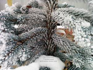Питомник растений Природа зимой ФОТО (42)