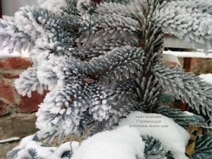 Питомник растений Природа зимой ФОТО (43)