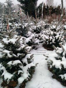 Питомник растений Природа зимой ФОТО (45)