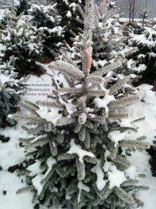Питомник растений Природа зимой ФОТО (47)