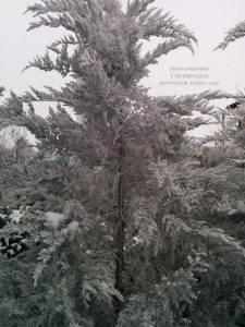 Питомник растений Природа зимой ФОТО (52)