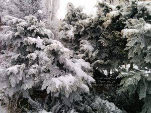 Питомник растений Природа зимой ФОТО (56)