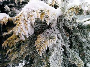 Питомник растений Природа зимой ФОТО (57)