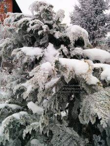 Питомник растений Природа зимой ФОТО (58)