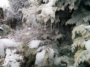 Питомник растений Природа зимой ФОТО (60)