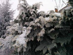 Питомник растений Природа зимой ФОТО (61)
