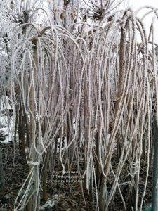Питомник растений Природа зимой ФОТО (62)
